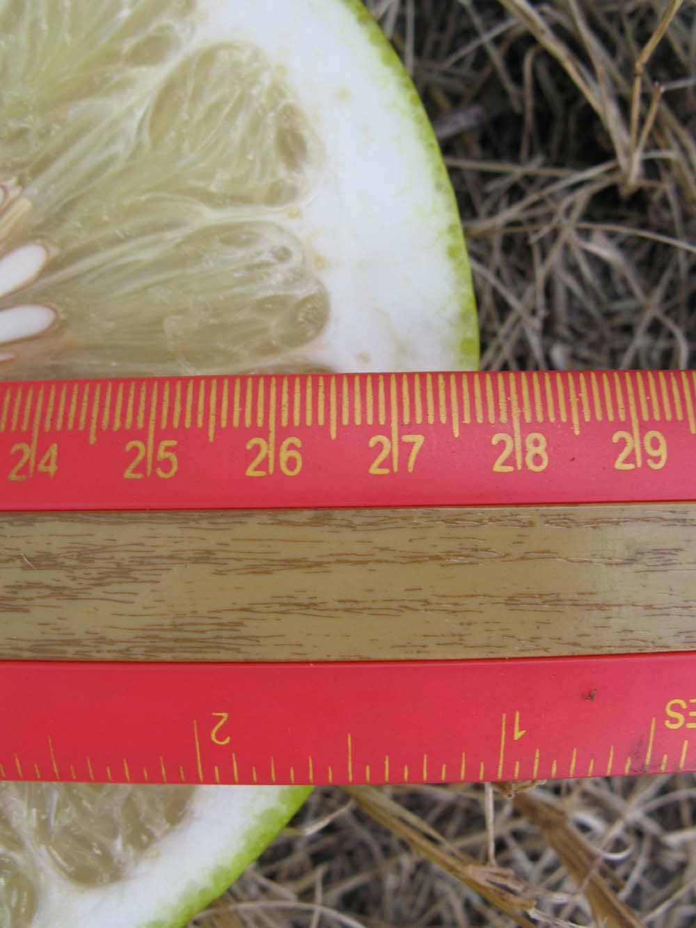              Fruit cross-section (Winter Haven, FL)       